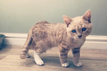猫咪因患病无法长大保持童颜