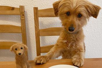 用爱犬毛发打造玩偶