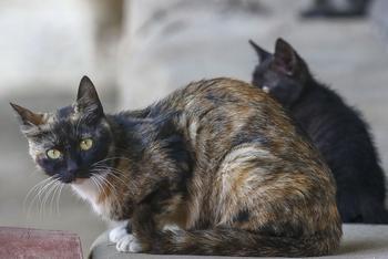 探访韩国尚州流浪猫收容所