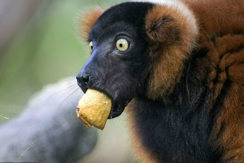 动物界戏精表情包