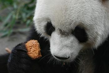小动物也吃月饼