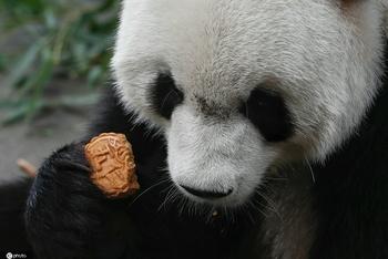 小动物也吃月饼,味道真香!