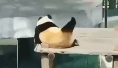 GIF|大熊猫挠痒痒挠出了舞动的旋律
