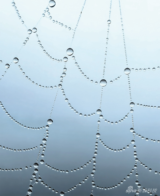 《Art in Nature》（蛛网），由 Prajwal Chougule 拍摄 印度，马哈拉施特拉邦，戈尔哈布尔