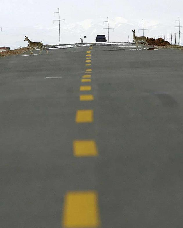 路面沉降是青藏公路面临的长期困难。