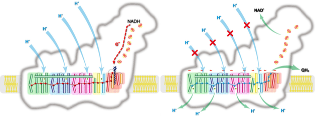 图四 复合物I机理图 左图为激发状态，右图为释放状态