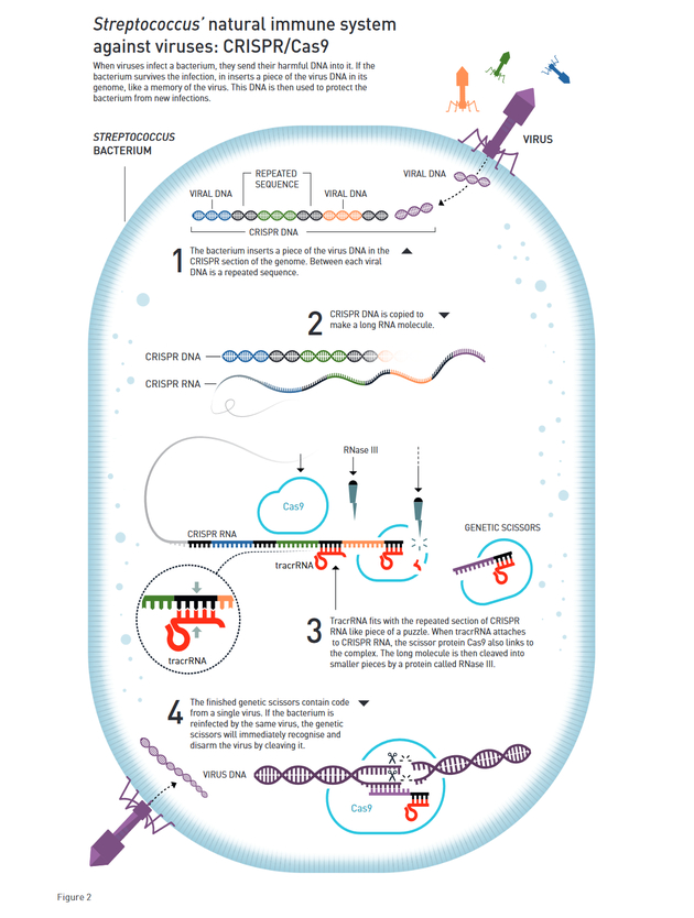链球菌对抗病毒的自然免疫系统：CRISPR/Cas9