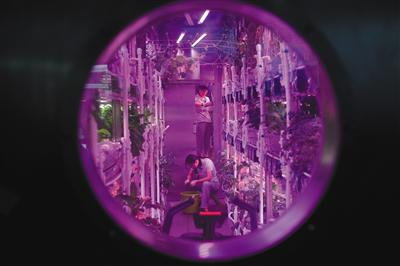 2017年7月9日，“月宫一号”第一组的实验人员在植物舱内工作。新京报记者 吴江 摄