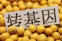 人们为何热衷转基因作物? 转基因真的不能增产吗?