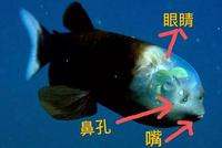 地球其实是外星人的鱼缸?不信你看这些海洋生物长相