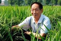 袁隆平正研究第四代杂交水稻,产量可达每亩1500公斤