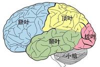 一朝被蛇咬十年怕井绳?原来这两个脑区在"搞事儿"