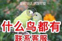 淘宝、贴吧、闲鱼成为鹩哥、灰鹦鹉等国家保护鸟类非法交易场