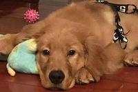 金毛犬Siri之死背后的宠物托运乱象:空运改陆运,违规“代办”检疫证