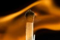 《科学》:世界范围大火频发,原因竟是动物灭绝?