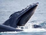 科学家揭开了须鲸口中隐藏的“秘密”