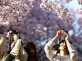 气候变化导致日本樱花提前绽放