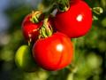 科学家把西红柿变成了维生素D的丰富来源