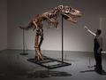 7600万年前恐龙骨架将在美国拍卖，预估售价500到800万美元