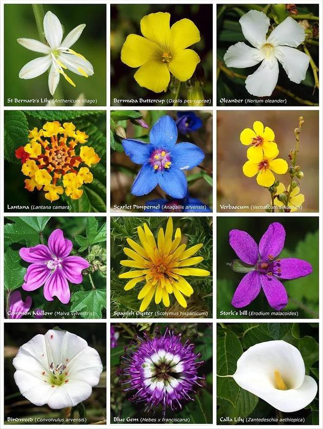 不同科的被子植物的花（图片来源：维基百科）