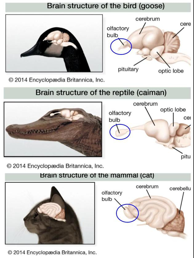 鹅、鳄鱼、猫的嗅球对比图（图源见水印）