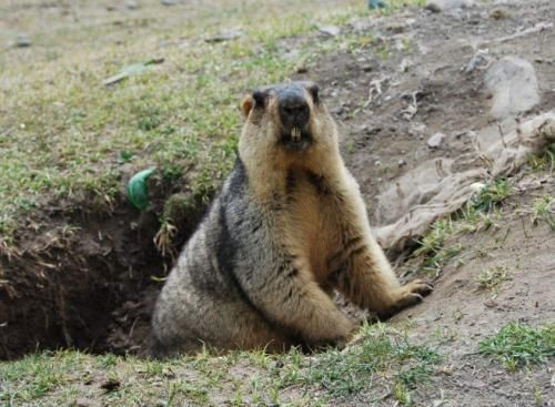 生活在树上的昆虫自然难免一死，而洞中的生物可以免于高温冲击的劫难。