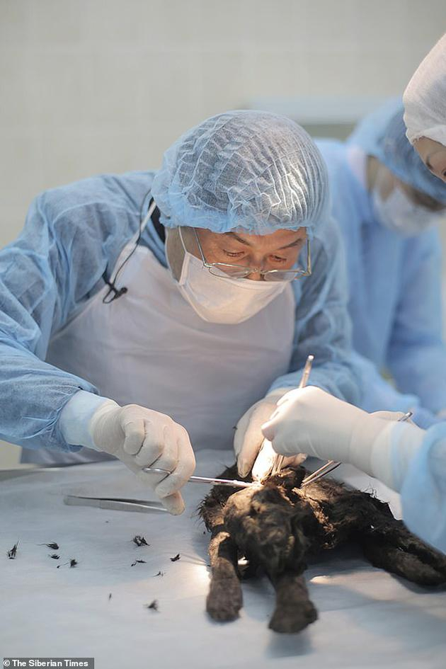 DNA分析揭示了一个物种拥有什么样的基因，而RNA则解释了哪些基因在工作，哪些基因是沉默的