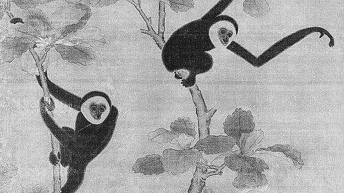 　　这种长臂猿被命名为富有象征意义的“君子属帝国种长臂猿”，这参考了长臂猿在中国传统上的崇高地位