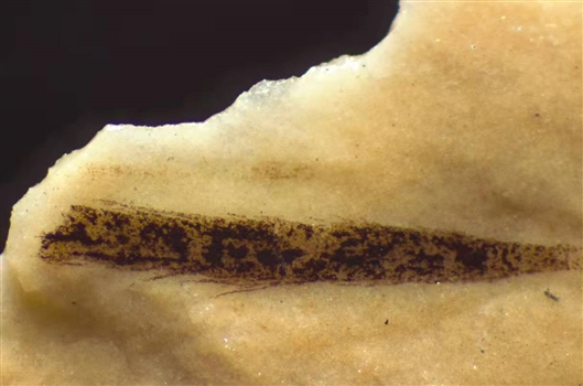 1.13亿年前翼龙头顶上的一根1.5毫米长的小羽毛。 图片来源：AUDE CINCOTTA