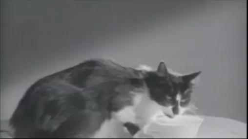 视频来源：quick’n &nbsp;a wink
