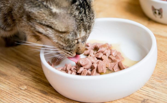 网易严选在宠物赛道上蒙眼狂奔