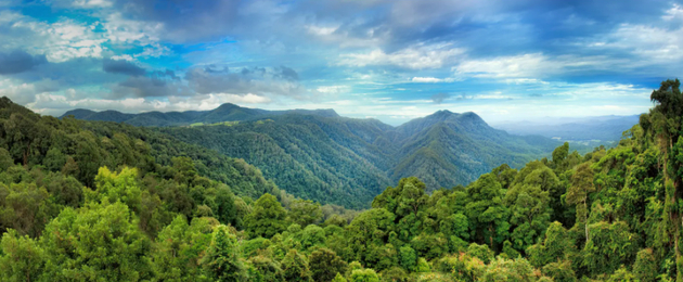 当冈瓦纳超级大陆分裂时，其“碎块”散布全球各地。在澳大利亚多丽歌国家公园的森林中，还保留着许多古老的植物