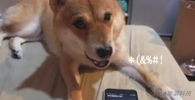 因为手机收音麦克风少 喊Siri要声音大一点 再大一点