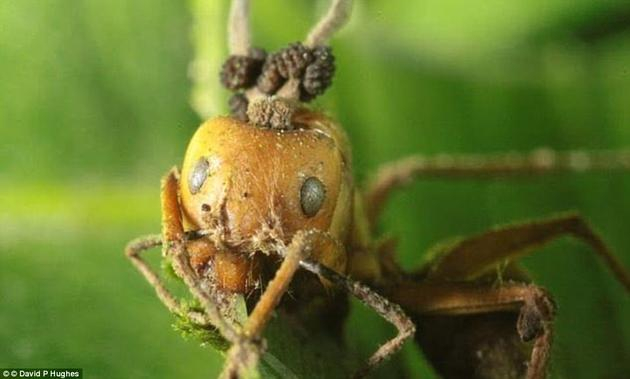 不同种类的虫草菌喜欢寻找不同的宿主。但它们通常会寄生在昆虫身上，迫使它们前往植物顶端。