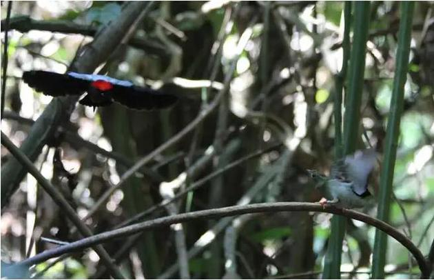一只雄性尖尾娇鹟正在为雌鸟表演舞蹈