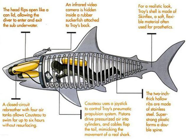 特洛伊鲨鱼，2005年6月