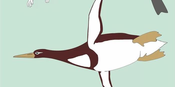 巨型古代企鹅:身高达一米八 能与人类比肩