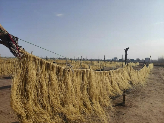 正在晾晒的国庄粉条 时代周报记者 杨玲玲/摄