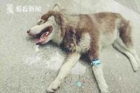 多条狗误食含粉末物体火腿肠死亡 疑人为投毒(图)