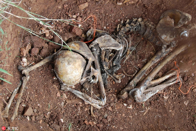 美德州现惊悚"尸体农场" 70具腐尸装铁笼暴晒防秃鹰啄食