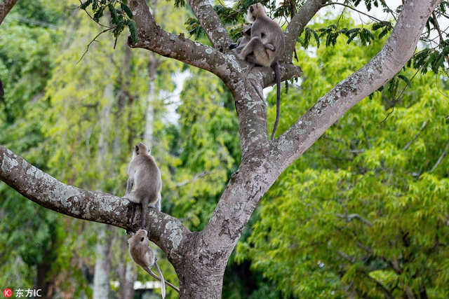 搞笑熊孩子!印度顽皮小猴抓住妈妈尾巴荡秋千