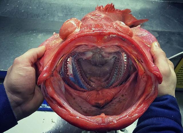 俄罗斯渔夫深海捕获外星鱼 样貌丑陋吓人