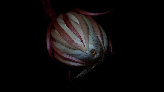 昙花1－视频－2015