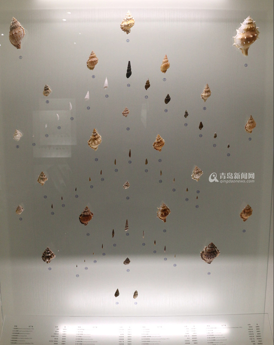各式海螺展品