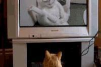 GIF|橘猫竟学人看A片!看白猫自慰看到目不转睛!