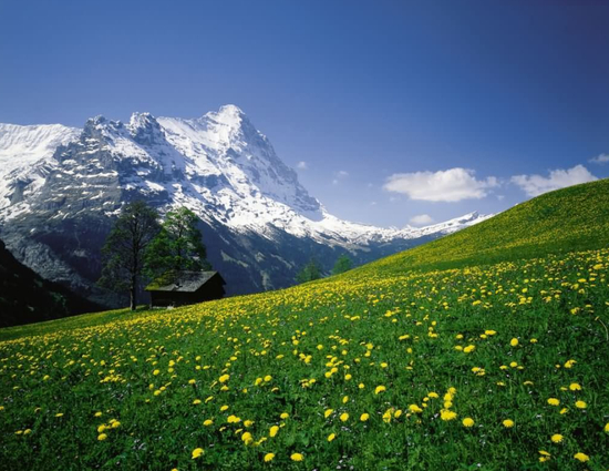 雪山辉映下的高山草甸