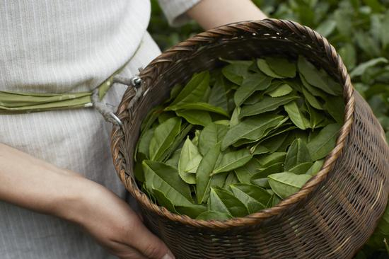 fresh红茶元素图片