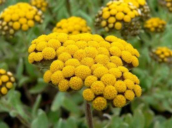 蜡菊：滋养唇部，促进活化再生