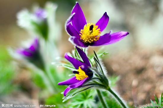 兰花：呵护眼周，预防、修复黑眼圈