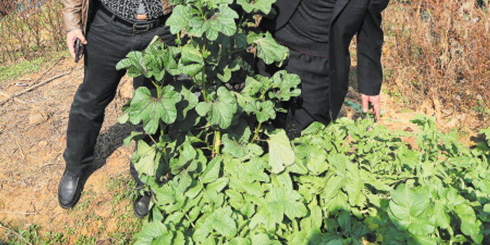 长沙一居民家种出3米高冬苋菜(图)